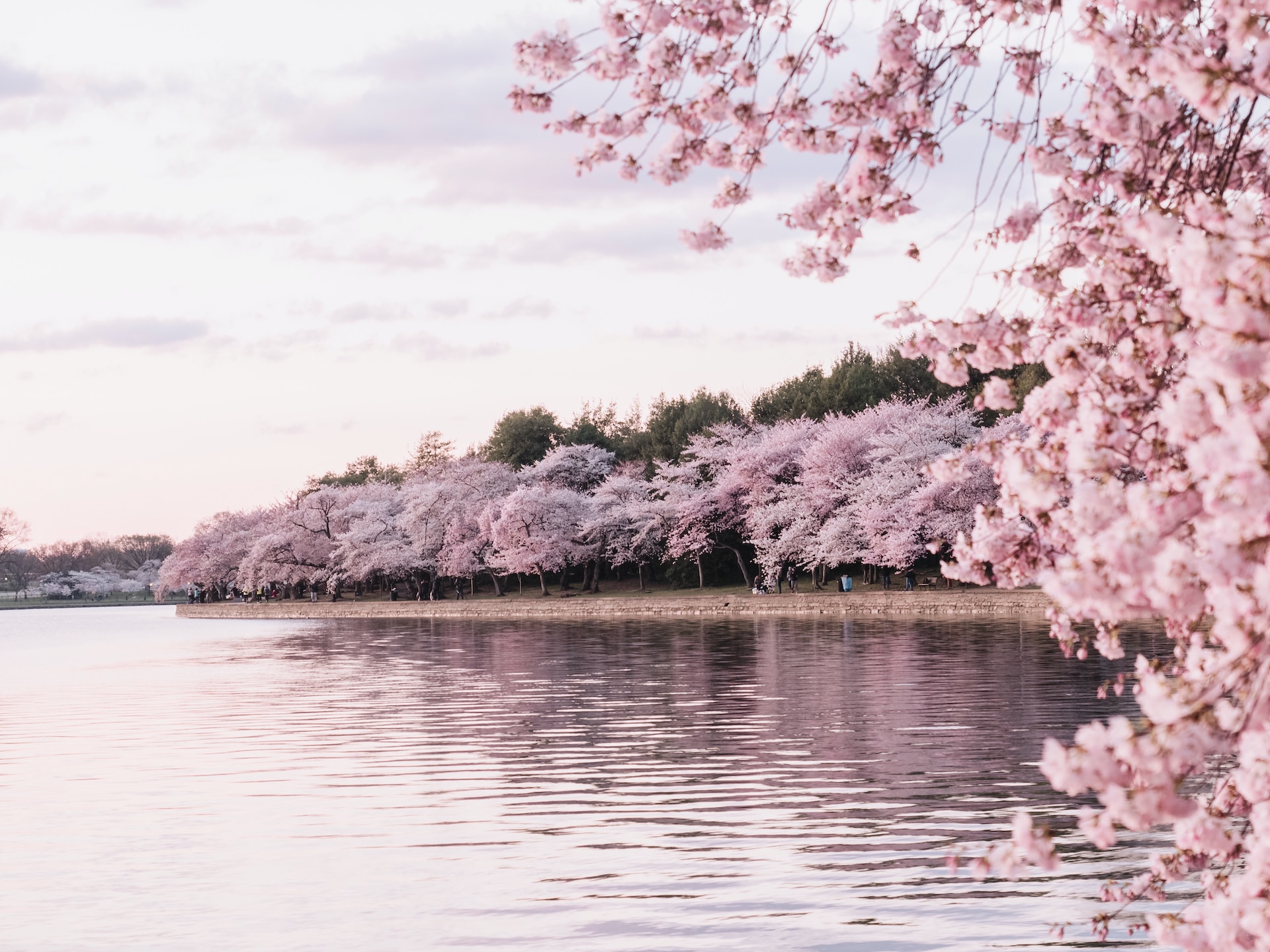 桜の木のそばの水域の写真のアイキャッチ